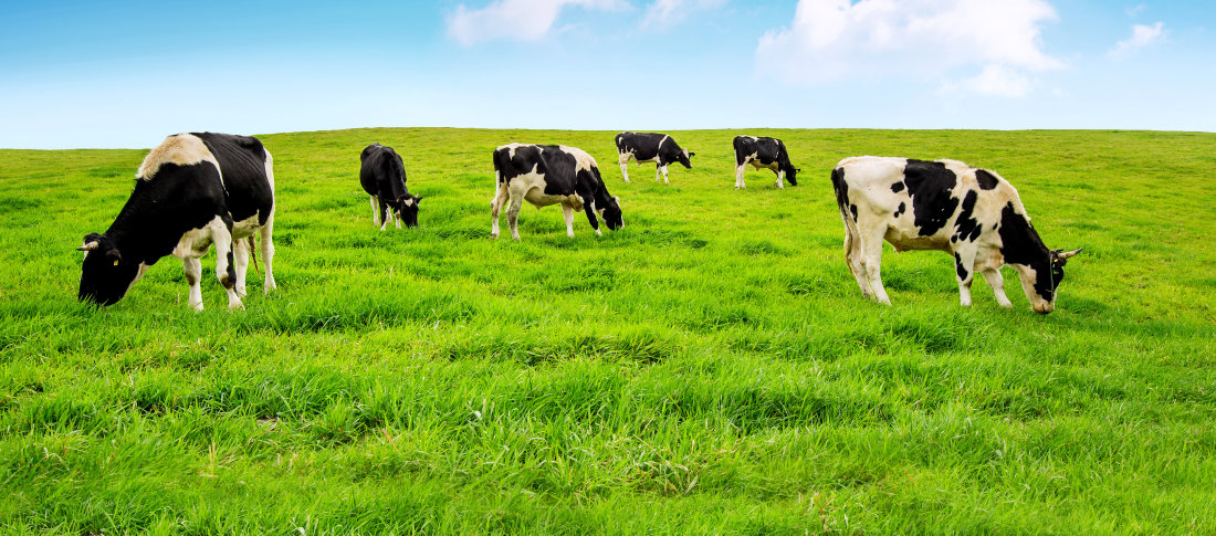 نقش چربی جیره در بهبود تولیدمثل گاو شیری